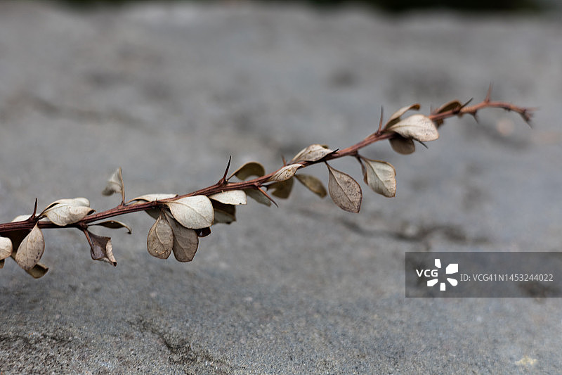 板岩背景上的日本小檗灌木干燥树枝图片素材