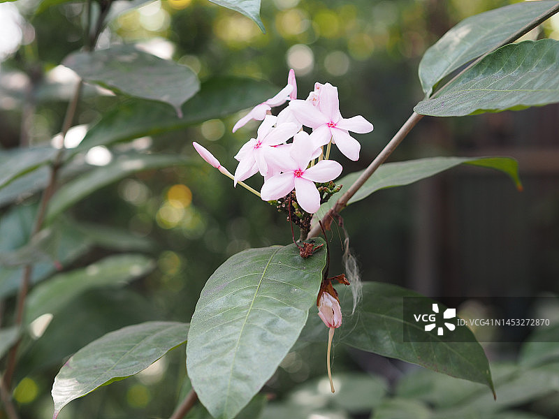 Kopsia fruticosa (Kerr)A. DC.粉红色花朵灌木或小乔木图片素材