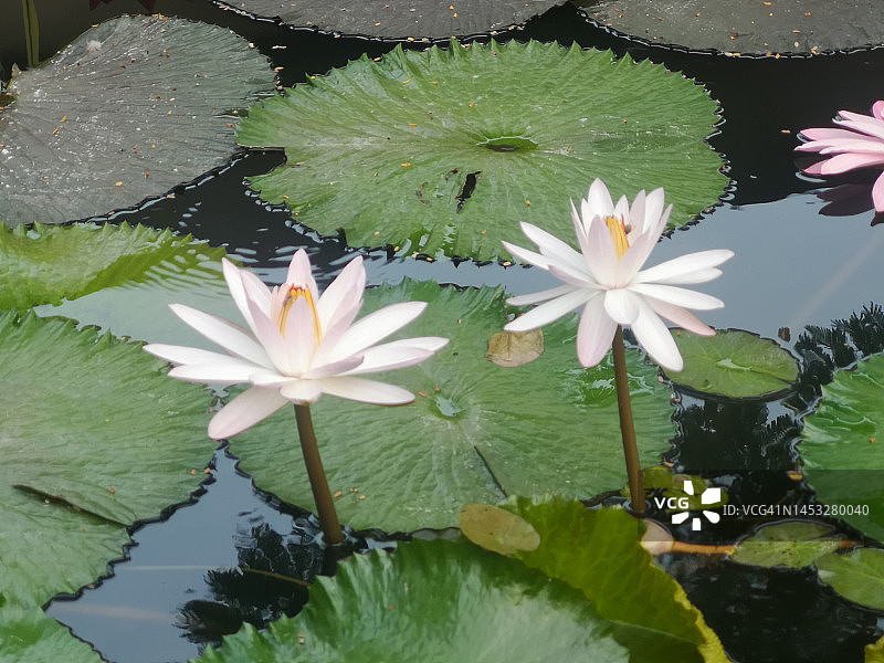 粉色花朵睡莲图片素材