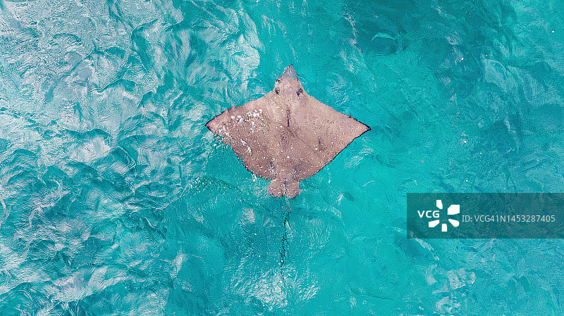 垂直鸟瞰：绿松石色海洋中游泳的黄貂鱼图片素材