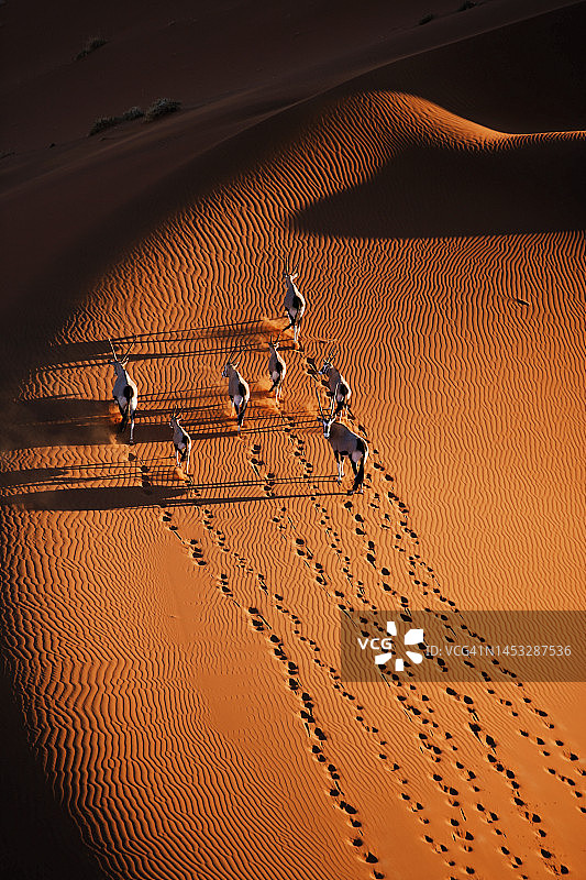 日落时分 Gemsbok 走上沙丘的航拍美景图片素材