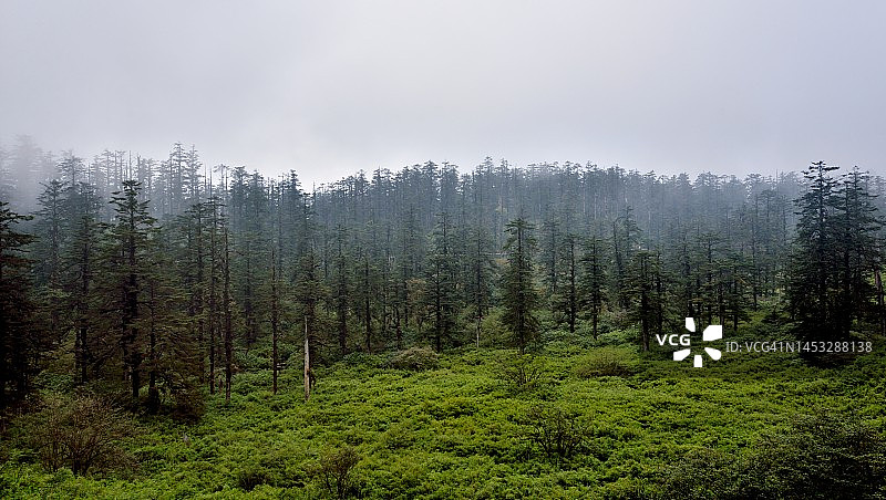 四川西部高山顶上的茂密冷杉林图片素材