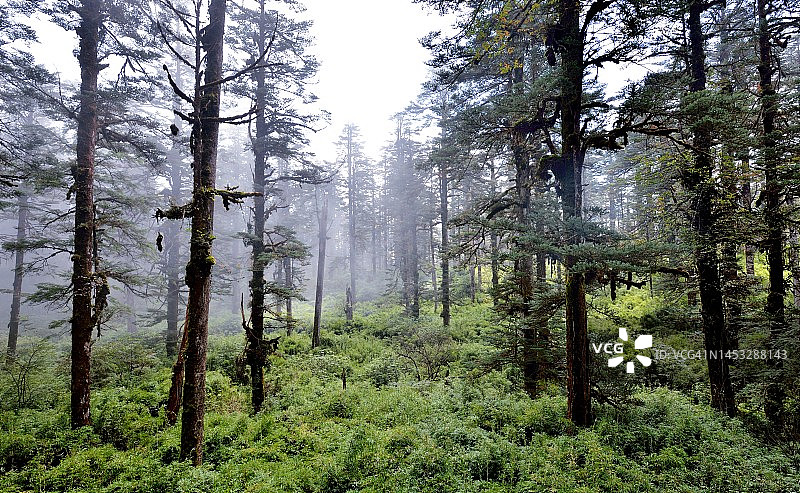 四川西部高山顶上的茂密冷杉林图片素材