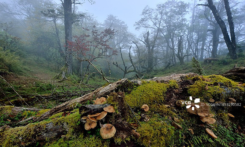 四川西部山顶的高海拔森林图片素材
