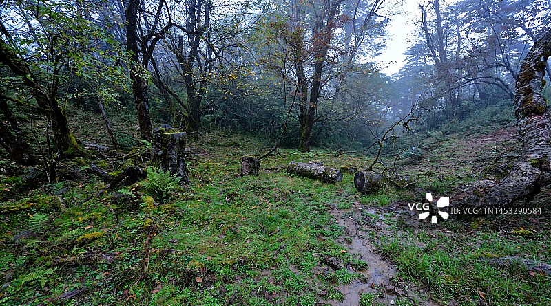 四川西部山顶的高海拔森林图片素材