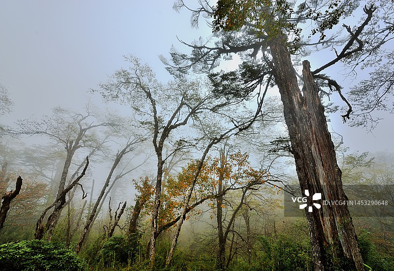 四川西部山顶的高海拔森林图片素材