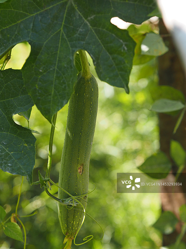西葫芦、丝瓜等绿色蔬菜图片素材