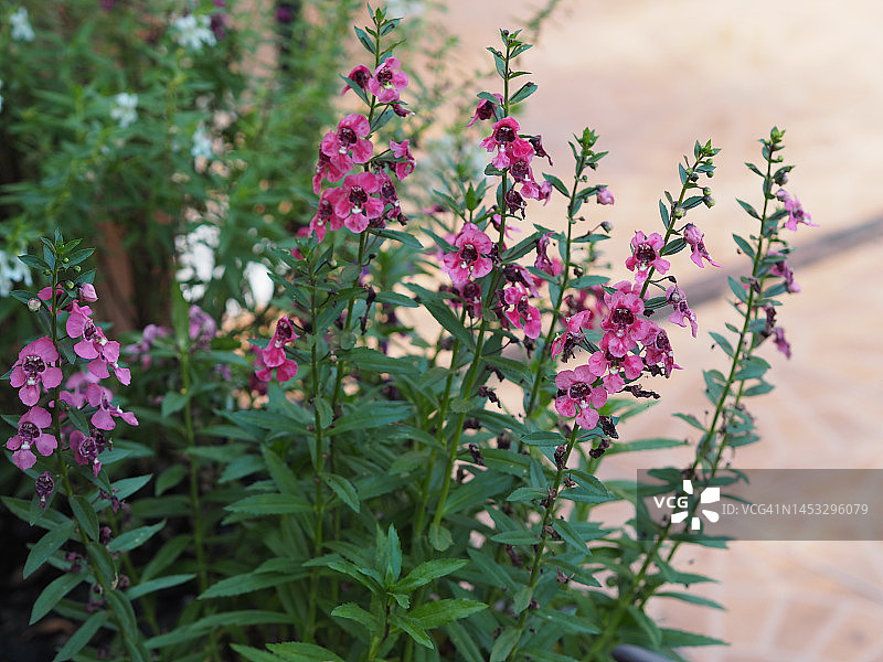 白色和粉色花朵虚化自然背景图片素材