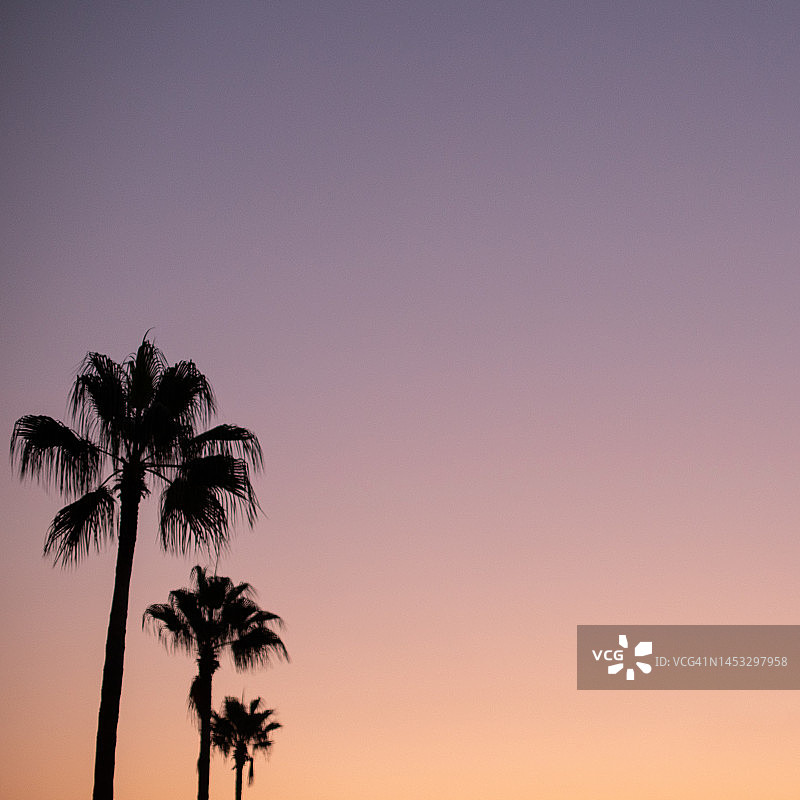 日落棕榈树图片素材