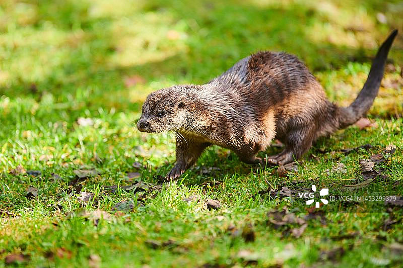 在巴伐利亚森林草甸上的欧亚水獭（Lutra lutra），德国巴伐利亚图片素材