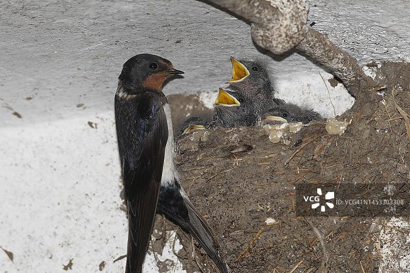 牛棚中巢穴里的家燕和幼鸟图片素材