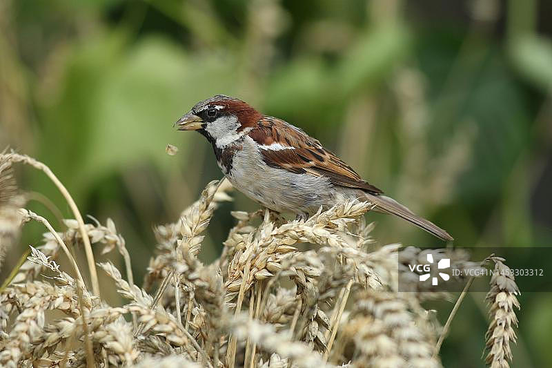 德国巴伐利亚：雄性家麻雀在麦田中啄食谷物图片素材