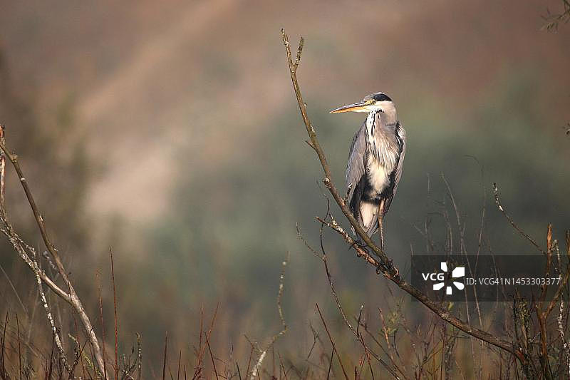 德国巴伐利亚阿尔高的苍鹭图片素材