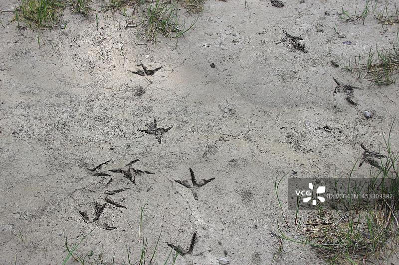 苍鹭在泥地上的脚印，阿尔高，巴伐利亚，德国图片素材