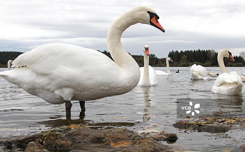 德国巴伐利亚天鹅湖图片素材
