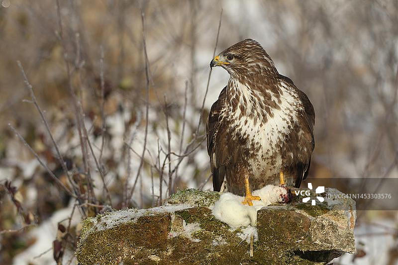 冬季草原鵟，浅棕色型，捕获鼬，德国巴伐利亚阿尔高图片素材