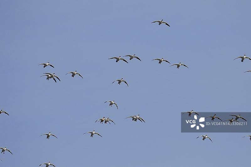 自然风光，加拿大魁北克省的雪雁图片素材