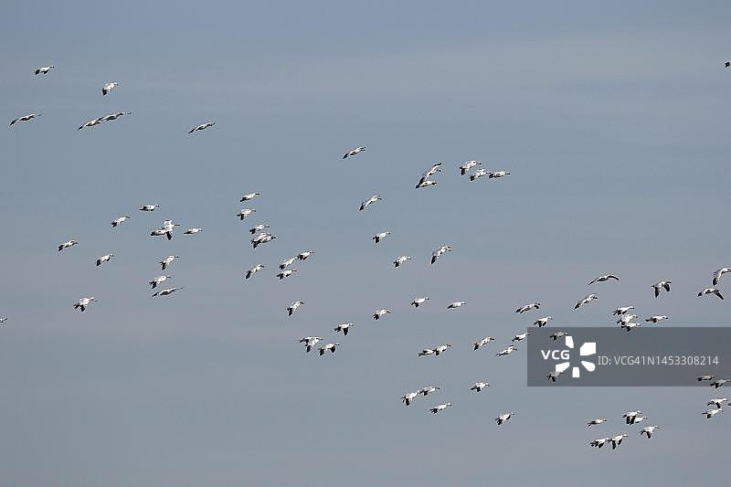 自然风光，加拿大魁北克省的雪雁图片素材