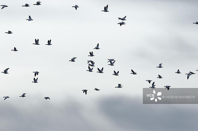 自然风光，加拿大魁北克省的雪雁图片素材