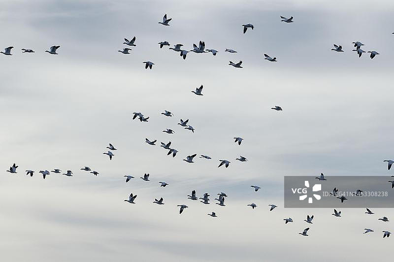 自然风光，加拿大魁北克省的雪雁图片素材