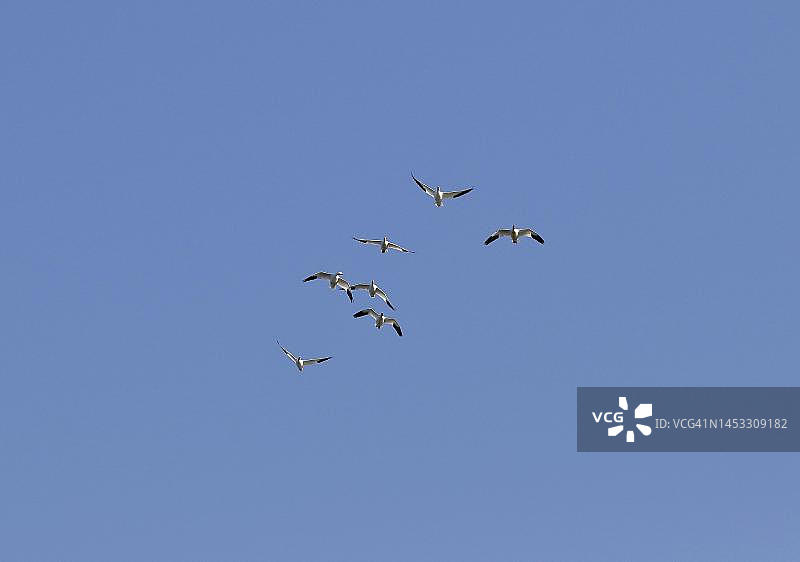 自然风光，加拿大魁北克省的雪雁图片素材