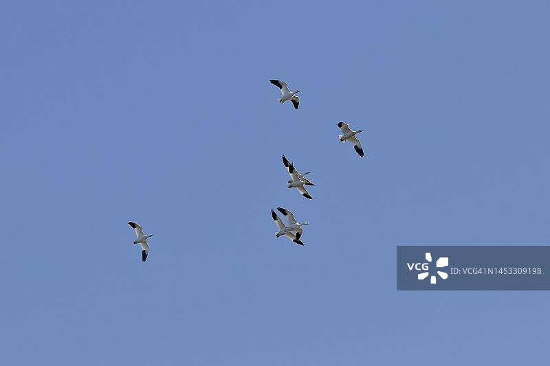 自然风光，加拿大魁北克省的雪雁图片素材