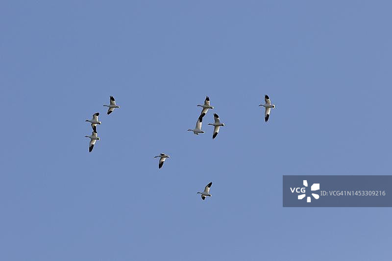 自然风光，加拿大魁北克省的雪雁图片素材