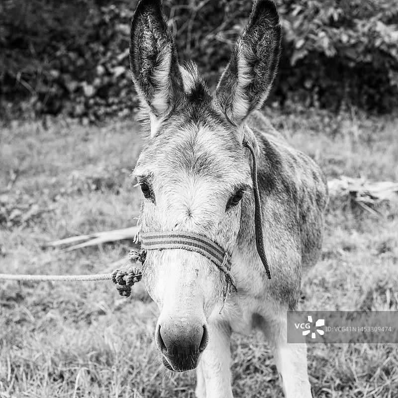 土耳其驴图片素材