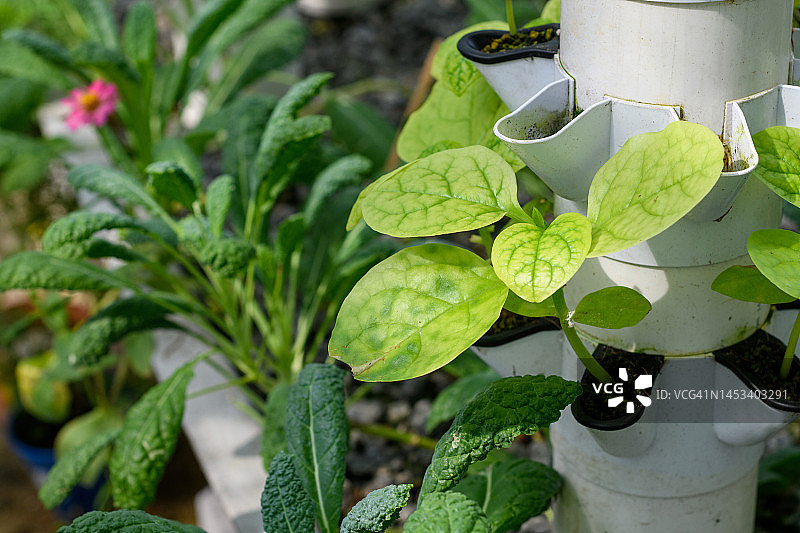 生长在架子上的各种园林蔬菜幼苗图片素材