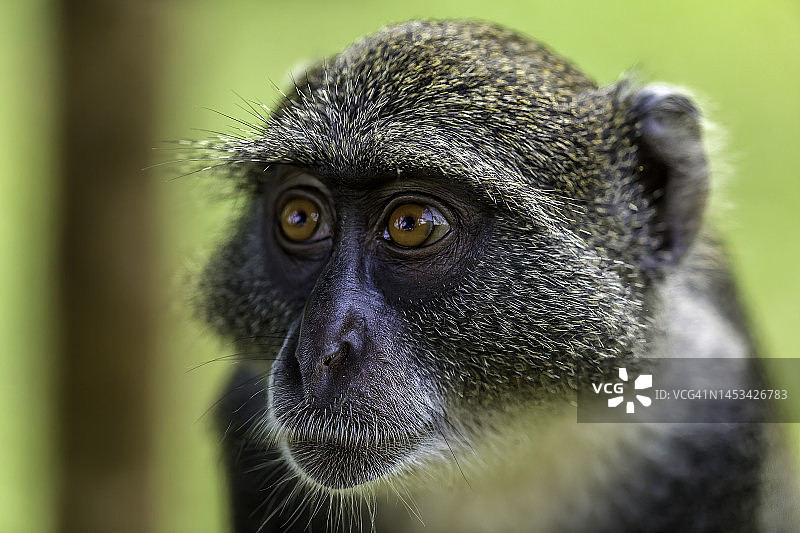 肯尼亚的赛克斯猴图片素材