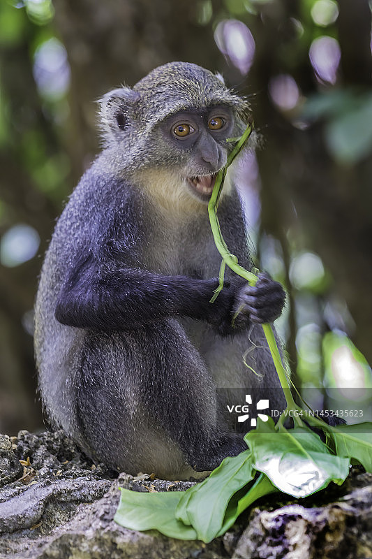 肯尼亚的赛克斯猴图片素材