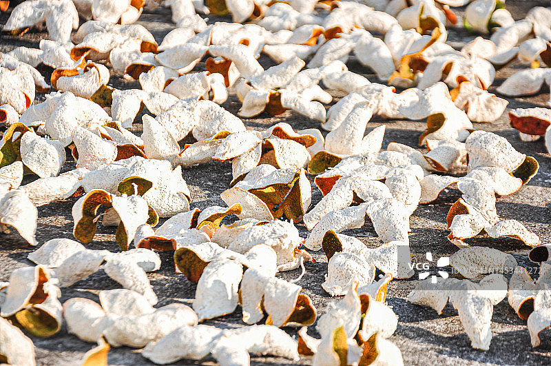 新会陈皮，广东柑橘皮图片素材
