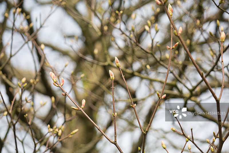 悬铃木树上的叶芽图片素材