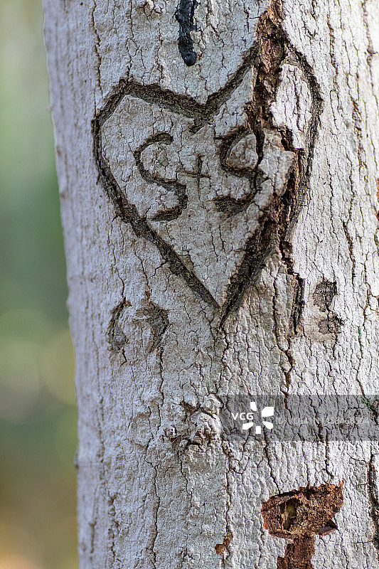 刻在树上的姓名首字母图片素材