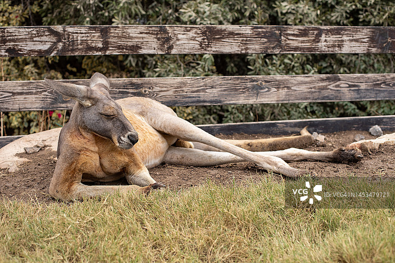以色列动物园的袋鼠图片素材