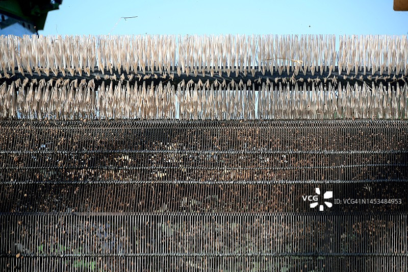 收获油莎草图片素材