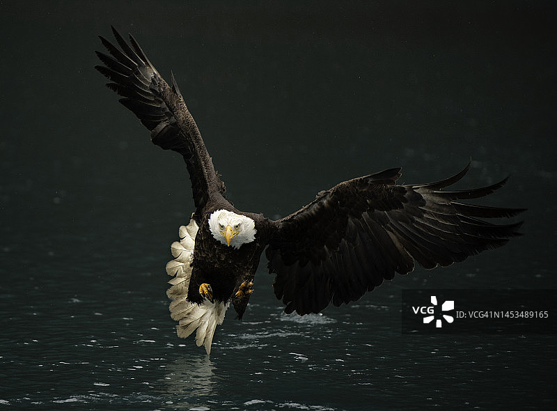 美国秃鹰图片素材