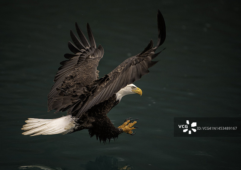 美国秃鹰图片素材