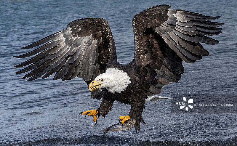 美国秃鹰图片素材