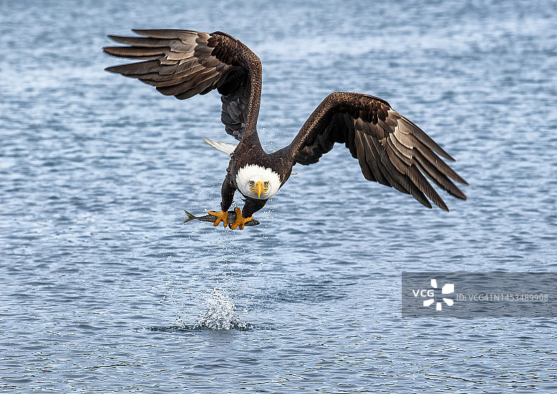 美国秃鹰图片素材