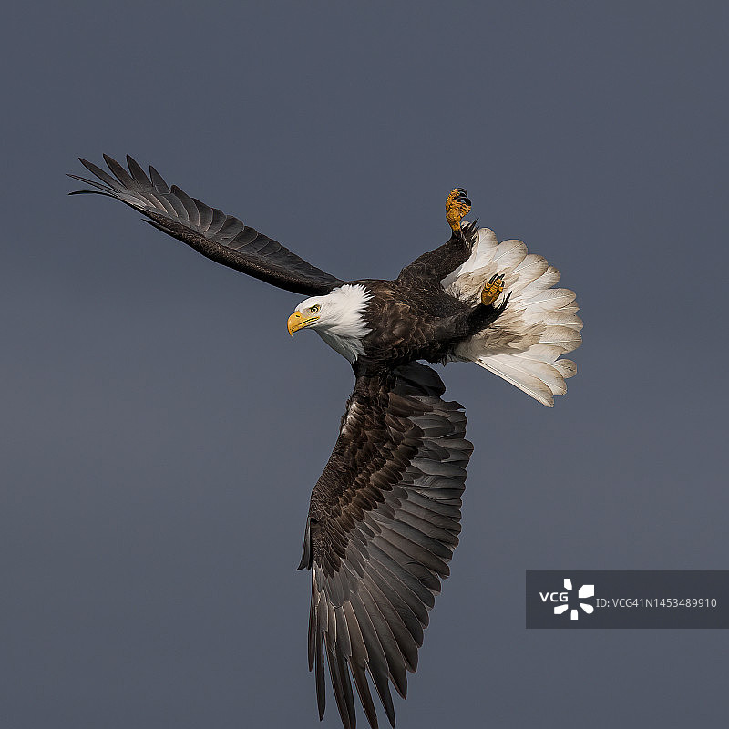 美国秃鹰图片素材
