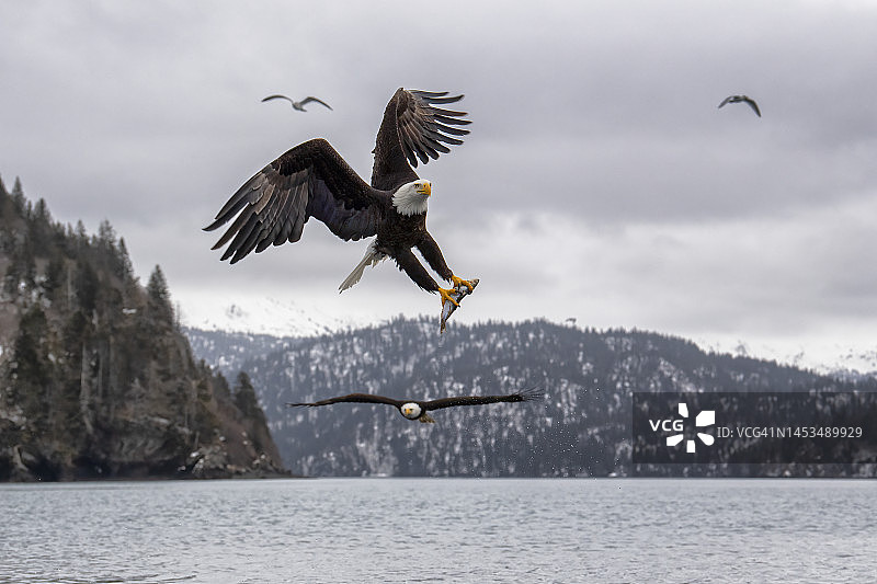 美国秃鹰图片素材