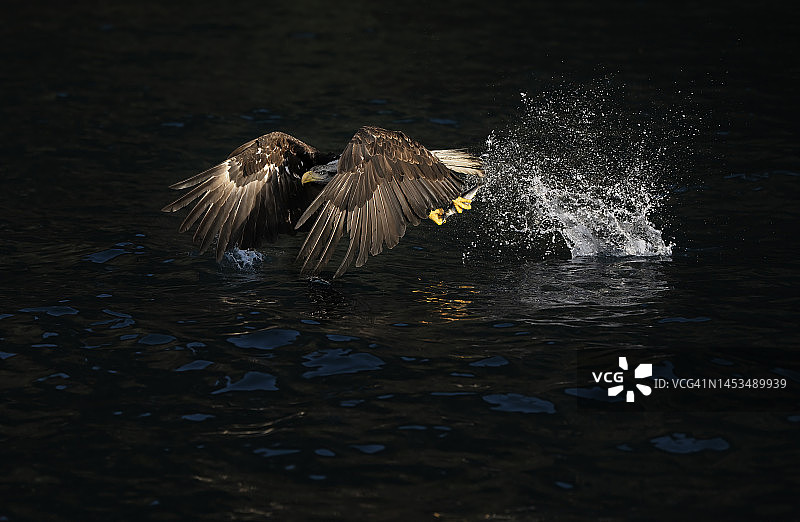 美国秃鹰图片素材