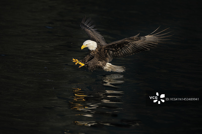 美国秃鹰图片素材