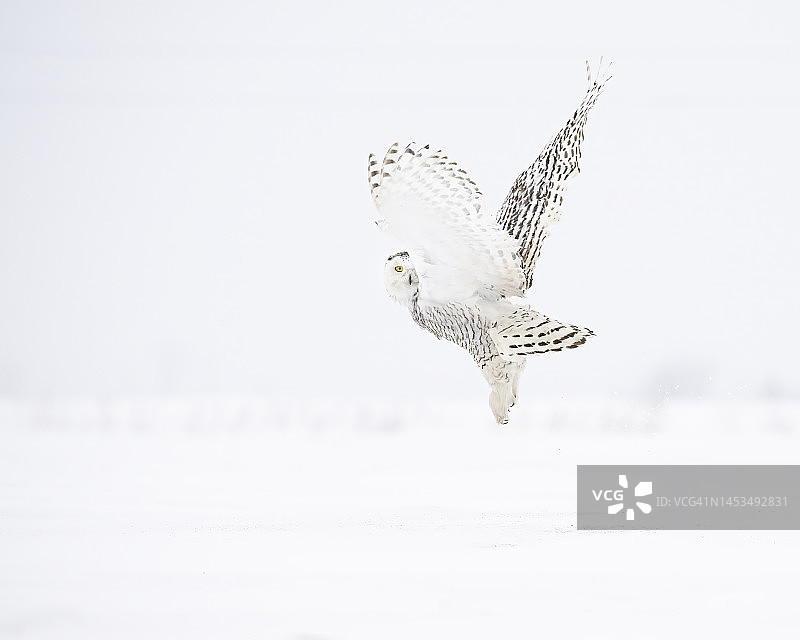 雪鸮图片素材