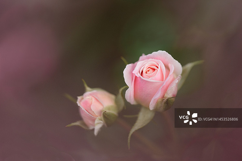 粉色玫瑰花蕾图片素材