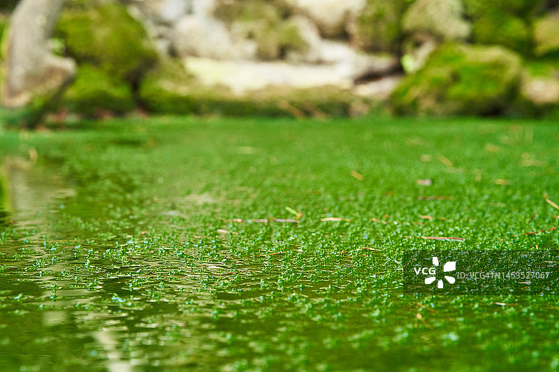 绿色扁豆水流的河流或湖泊图片素材