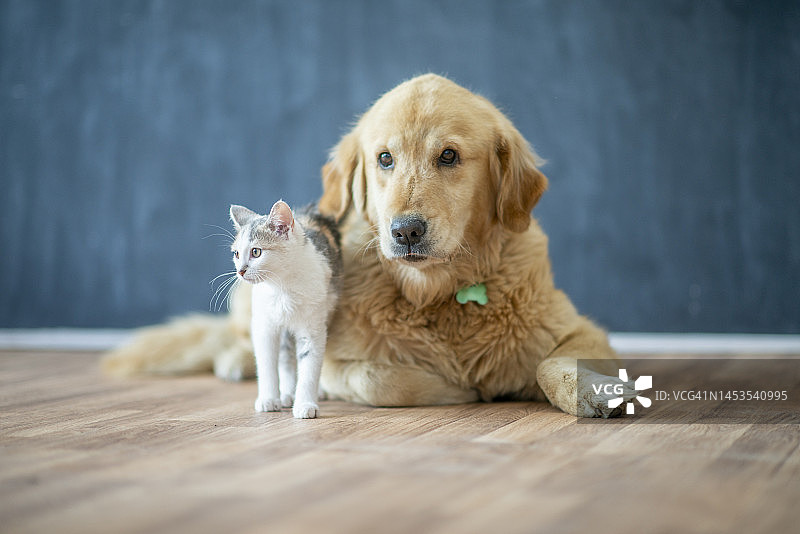 宠物领养图片素材