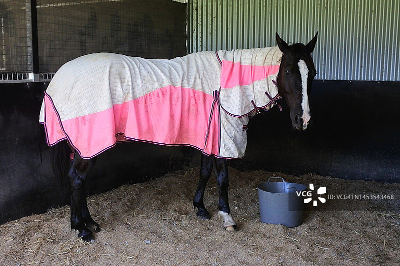 马厩里盖着毯子的马图片素材