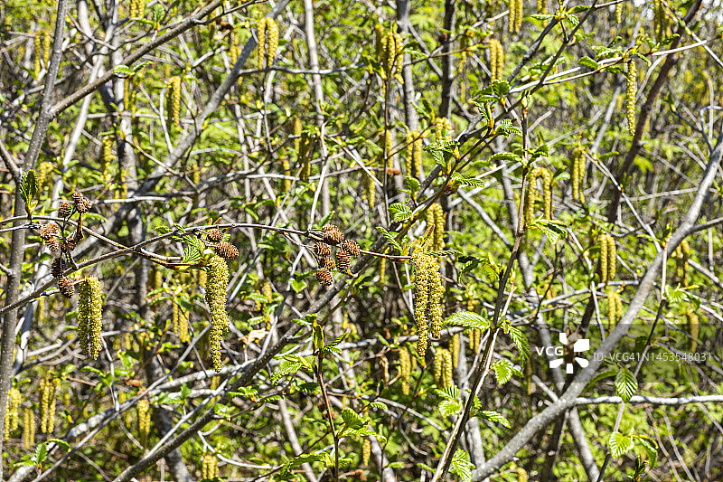 阿拉斯加桦树花图片素材